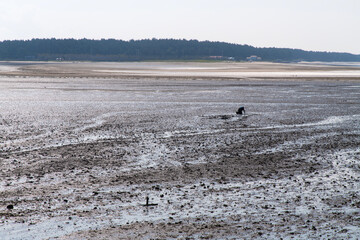 wetland at the seaside of the island