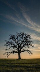 Fototapeta premium tree in the sunset