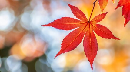 Fototapeta premium Colorful Autumn Leaves Capturing Seasonal Beauty
