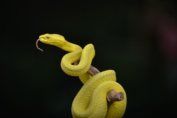 Viper yeloow