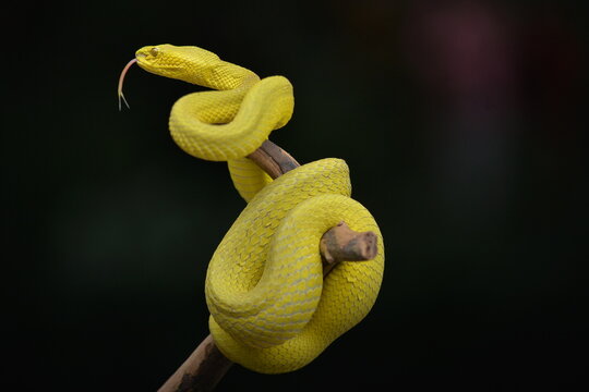 Snake