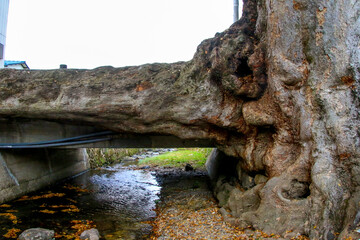 木の根橋