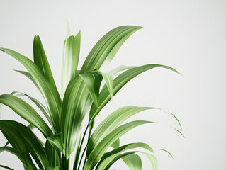 Obraz premium green leaves isolated