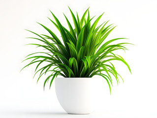 green plant in a pot