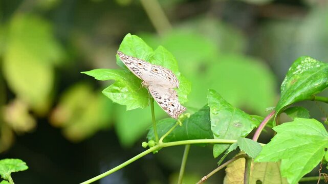 Junonia atlites or&nbsp;grey pansy butterfly.  It &nbsp;is a species of&nbsp;nymphalid&nbsp;butterfly found in&nbsp;South Asia. Butterfly sitting on green plant. 
