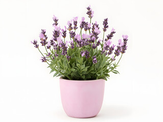 Fototapeta premium pink flowers in a pot