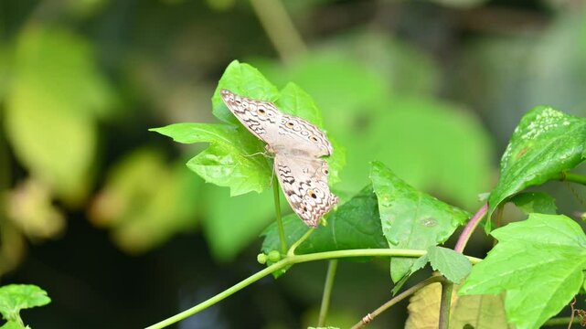 Junonia atlites or&nbsp;grey pansy butterfly.  It &nbsp;is a species of&nbsp;nymphalid&nbsp;butterfly found in&nbsp;South Asia. Butterfly sitting on green plant. 
