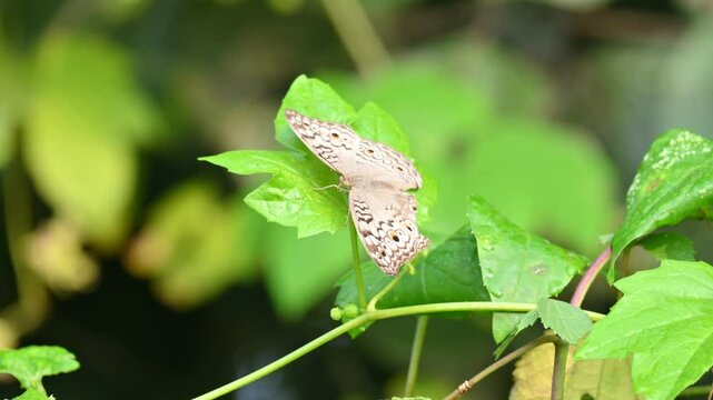 Junonia atlites or&nbsp;grey pansy butterfly.  It &nbsp;is a species of&nbsp;nymphalid&nbsp;butterfly found in&nbsp;South Asia. Butterfly sitting on green plant. 

