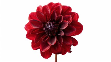 red dahlia flower with dark red petals on white background