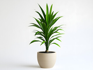 Fototapeta premium plant in a pot
