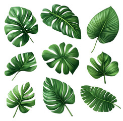 Obraz premium collection of green leaves