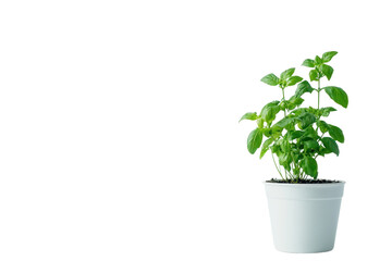 Obraz premium Fresh green basil plant in a white pot, isolated on a white background.