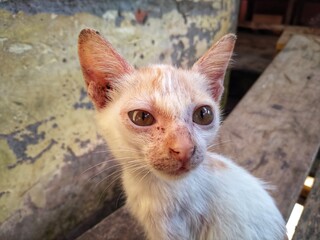 Cute cat looking at camera