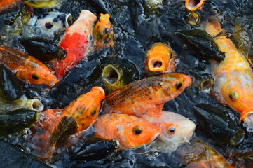 fish swimming in the pond