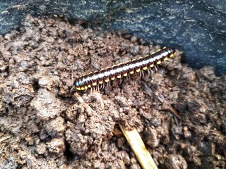 Harpaphe haydeniana commonly known as yellow spotted milipede or called 