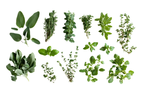 Various fresh herbs arranged on a white background, showcasing their vibrant colors and textures.