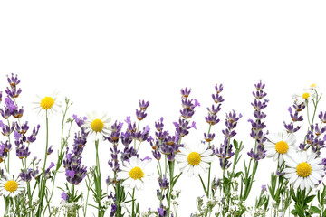 Fototapeta premium Vibrant wildflowers arranged beautifully against a white isolated background.
