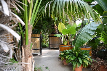 tropical garden with plants 