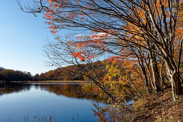 Obraz premium 美しい観音沼森林公園の秋の紅葉