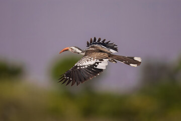 Fototapeta premium Southern Yellow-billed Hornbill, Tockus leucomelas, bird with big bill in the nature habitat with evening sun, sitting on the branch, on the ground, close up, flying