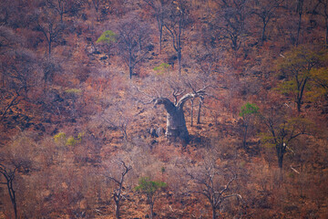 African Baobab (Adansonia digitata) between stones and trees, Botswana, Africa