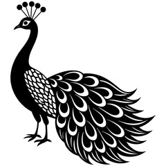 peacock illustration