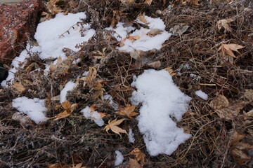 Leaves in snow 3