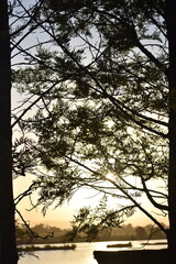 Tree with leaves with sun setting behind it 