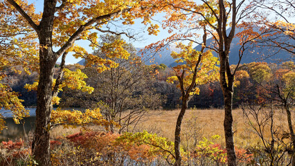 美しい観音沼森林公園の秋の紅葉
