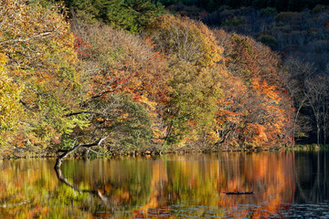 リフレクションが美しい観音沼森林公園の秋の紅葉