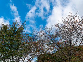 Obraz premium 秋晴れの空と樹木