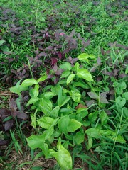 grass in the garden