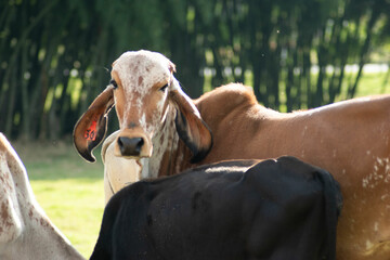 vaca, animal, chacras, ganado, agricultura, caballo, ganado, mamífero, césped, campa, carne,...
