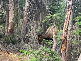 Elk in the woods