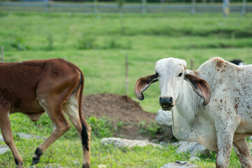 vaca, animal, chacras, ganado, agricultura, caballo, ganado, mamífero, césped, campa, carne, toro, naturaleza, café, blanco, administrar, leche, agricultura, granja productora de leche, asno, campesin