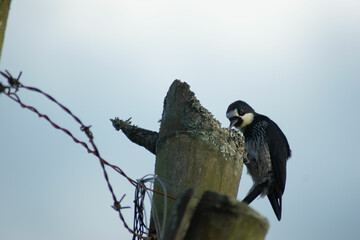 ave, naturaleza, árbol, cielo, animal, ave, alambrada, fauna, azul, sucursal, pico, golondrinas, emplumar, negro, aguilas, inhospitalario, ave de presa, animal, alas, blanco, azores, primavera, perca,