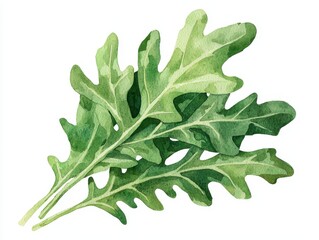Fresh arugula leaves arranged gracefully, showcasing vibrant green colors and distinctive serrated edges, perfect for salads and gourmet dishes.