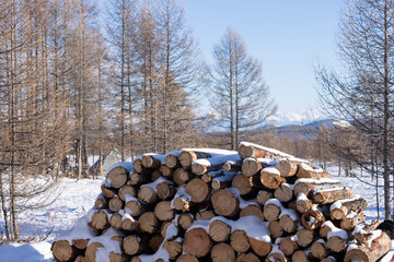 Snowy Forest with Stacked Logs Highlighting Timber Harvesting and Winter Landscapes