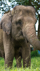 Obraz premium A closeup of Asian Elephant,Asian elephant is the largest land mammal on the Asian continent. They inhabit dry to wet forest and grassland habitats 