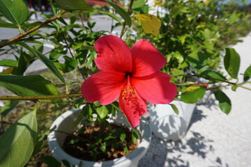 Red Flower
