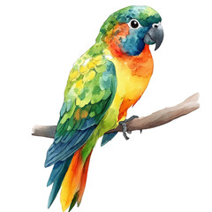 Fototapeta premium Vibrant Sun Parakeet Watercolor Painting