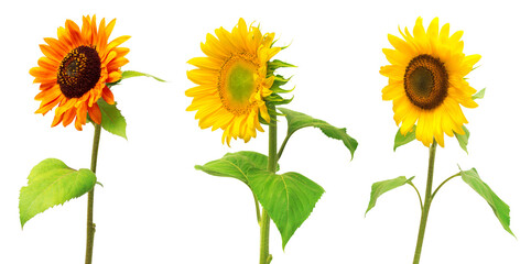 Collection decorative red and yellow flower sunflower isolated on a white background. Flat lay, top view