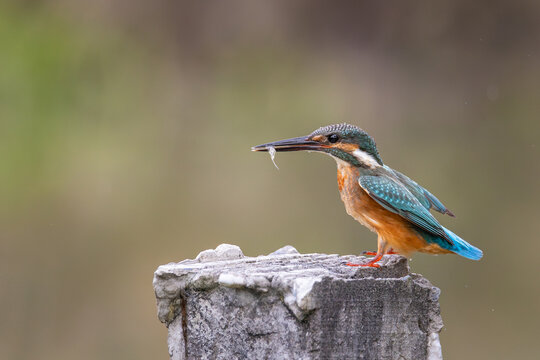 Kingfisher with food