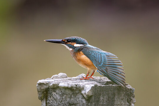 Kingfisher swing