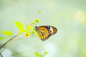 Monarch Butterfly on branch