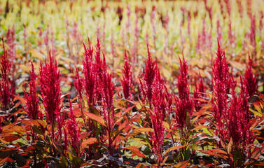 Celosia Plumosa or plumed celosia flower in the garden