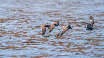 A flock of Inca terns hunting sardines on the surface of the sea