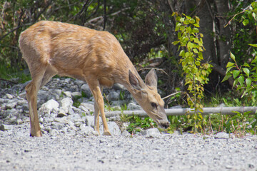 A Young Deer in a Forest