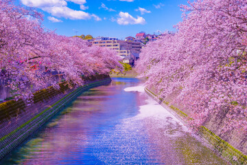 大岡川プロムナードの桜