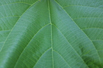 The leaf surface is green. Leaf surface texture seen up close